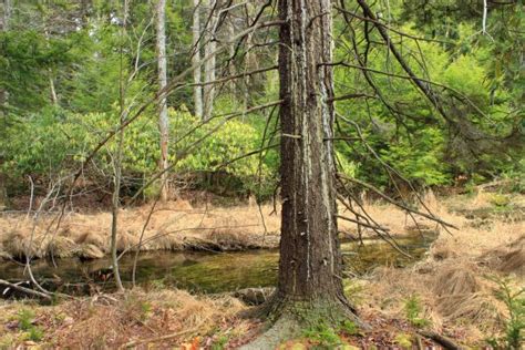 Free Images Tree Creek Swamp Wilderness Hiking Leaf River Moss