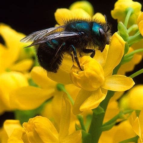 Explore the part that flowers play in the life cycle of flowering plants, including pollination, seed formation and seed dispersal. What Flowers Do Bees Like? (With images) | Bee keeping ...
