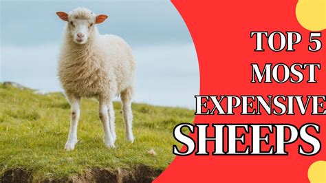 Top 5 Most Expensive Sheep Ever Sold Exploring The World Of Luxury