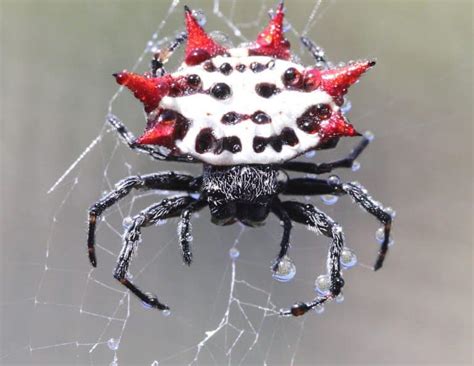Spiders That Look Like Crabs Smore Science Magazine