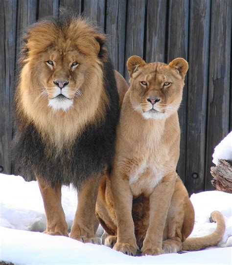 Lions In The Snow African Lions Chloe And Moufasa At The Flickr