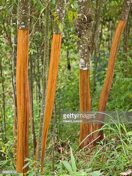 Cassia Bark Tree Photos And Premium High Res Pictures Getty Images