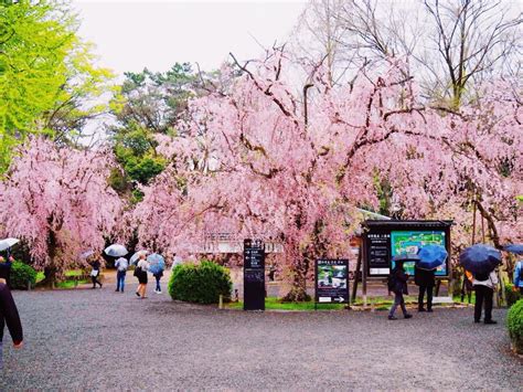 Apr 15, 2020 · japan is known around the world for its cherry blossom festivals. Cherry Blossom Season in Japan with Kids - The Kid Bucket List