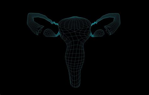 Tero Sistema Reprodutivo Feminino Modelo D X Obj Unknown C D