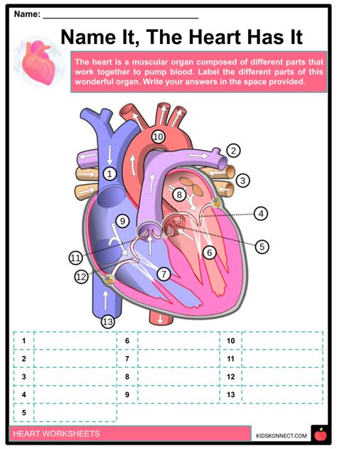 Parts Of The Heart Worksheet