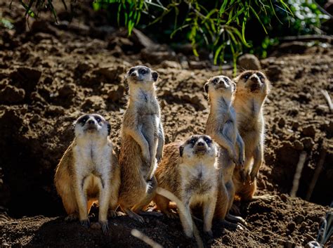 Meerkats At The San Diego Zoo Meerkats May Look Like