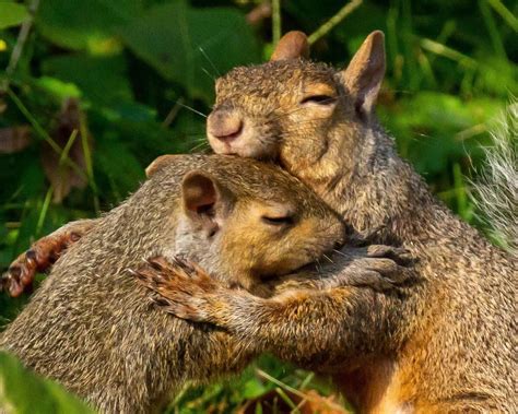 Squirrels Hugging Cute Animals Puppies Cute Wild Animals Funny