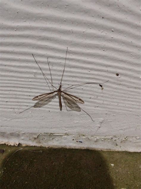 Carrollton Texas Giant Mosquito Looking Bug What Is It And Does It