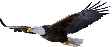 Bald Eagle Png Images Free Transparent Bald Eagle Clipart