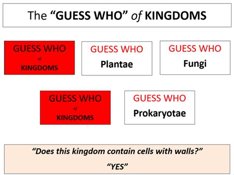 The Characteristic Features Of Kingdoms Wjec A Level Biology