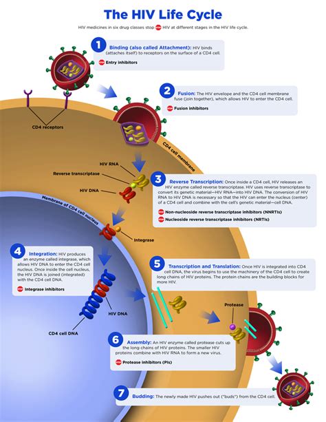 Label The Steps Shown For Hiv Retroviral Replication