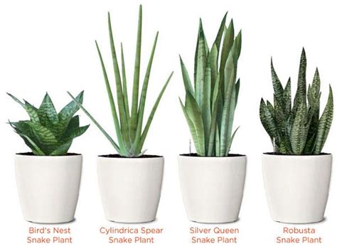 Vivian dean demonstrates how to. Different types of Snake Plant (Mother In Law Tongue ...