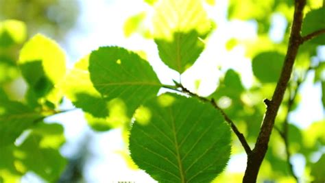 Shining Through Leaves Stock Footage Video Shutterstock