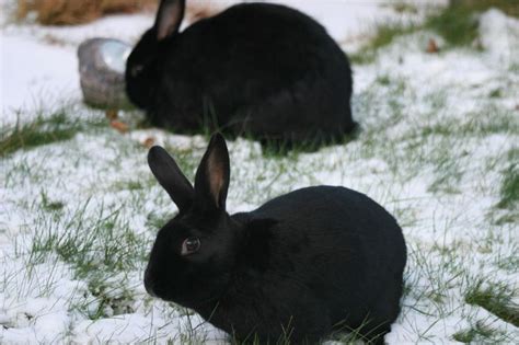 102 Best Images About Bunnies In The Snow On Pinterest Snow Bunnies