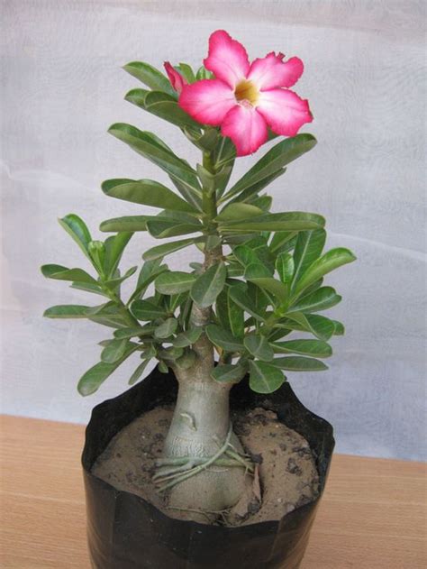 Maybe you would like to learn more about one of these? Buy Bonsai Adenium Plant | Bonsai Tree Online - Bonsai ...