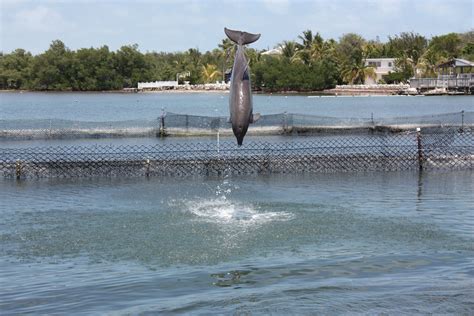 Ideologie Prime Periskop Key West Delfine Unehrlichkeit Sektor Ursache