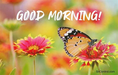 28 Best Good Morning Flowers Images Slicontrolcom