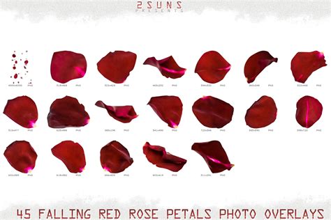 Rose Petals Falling Png Ubicaciondepersonascdmxgobmx