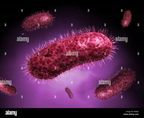 Anaerobic Bacteria Hi Res Stock Photography And Images Alamy