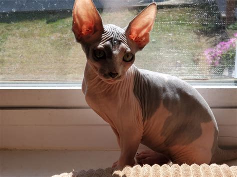 Sphynx Cats For Sale Massillon Oh 309383 Petzlover