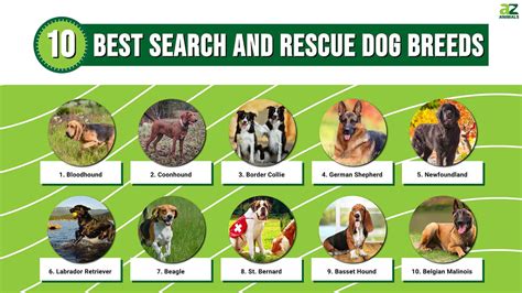 The 10 Best Search And Rescue Dog Breeds A Z Animals
