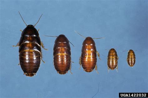 The Oriental Cockroach Identification Tips And Solutions Cockroach Facts