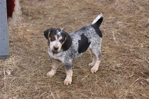 Early frontiersmen mainly used the bluetick coonhound to pursue raccoons. Bluetick Coonhound puppies for sale Ontario