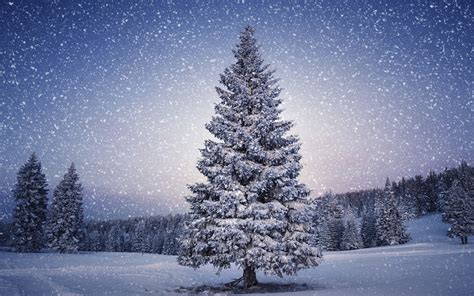 Picture Winter Spruce Nature Snowflakes Snow Forest 1920x1200