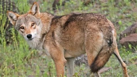 Wolves Prefer To Stay Away From Human Shows Telemetry Study In