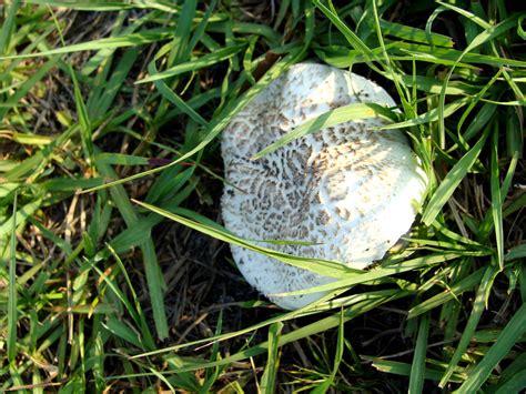 Big White Mushroom Mushroom Hunting And Identification