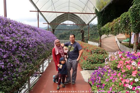 Tempat Menarik Di Cameron Highlands Cameron Lavender Garden Ana Suhana