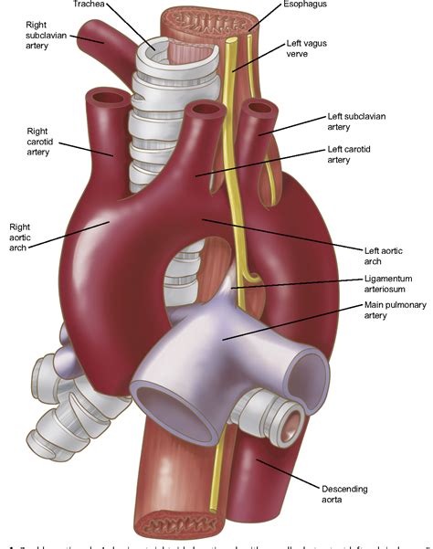 Anatomy Of The Thoracic Aorta And Of Its Branches Semantic Scholar