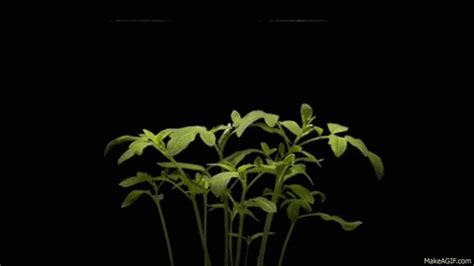 We did not find results for: Plant GIFs - Find & Share on GIPHY