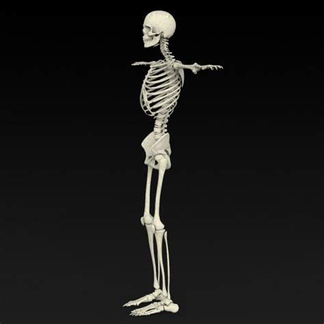 Realistic Human Skeleton 3d Model In Anatomy 3dexport