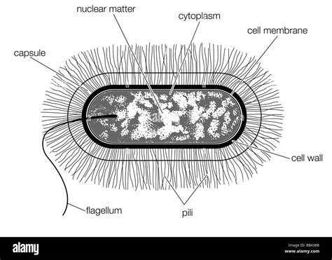 Schematic Drawing Of The Structure Of A Typical Bacterial Cell Of The