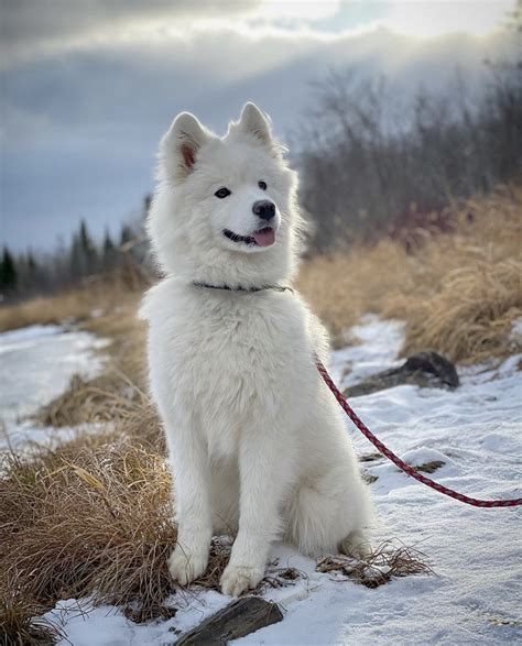 Samoyed Dog Breed Information Dogpack