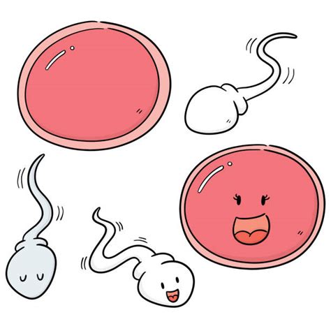 Drawing Of The Pic Of Sperm Illustrations Royalty Free Vector Graphics