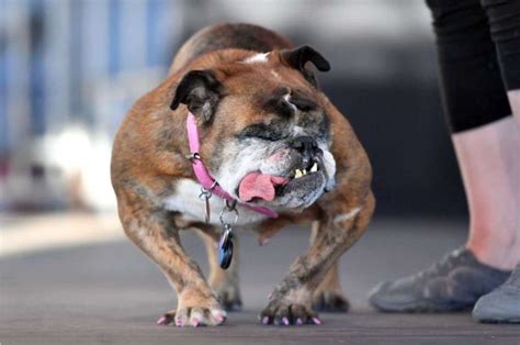 English Bulldog Zsa Zsa Wins Worlds Ugliest Dog Title 8 Pics