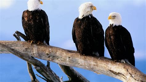 Birds Eagles Bald Eagles Wallpapers Hd Desktop And