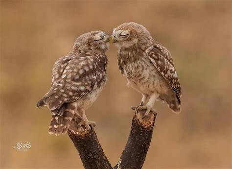 20+ Animal Couples That Look As Moving As Your Wedding Photographs
