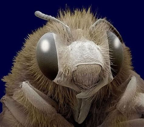 Insects Under The Electron Microscope Microcosmos Pinterest