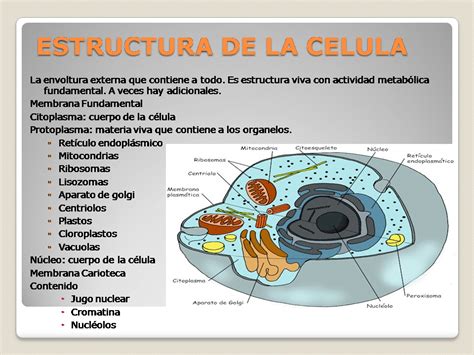 Estructura De La Celula