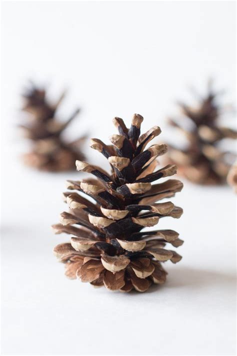 Pine Cones 75 Bulk Natural Untreated Sanitized Canada Etsy Canada