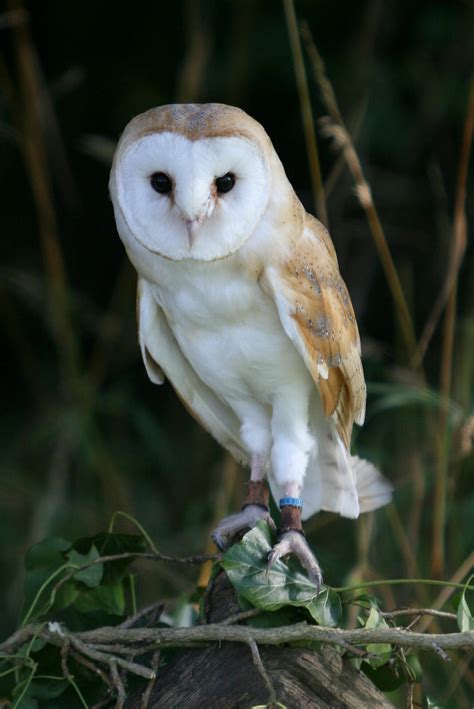 Barn Owl 1 Tim Cooke Flickr