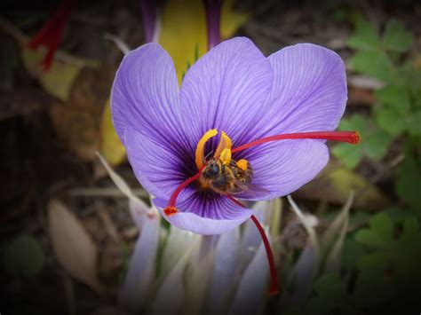 Get Fall Blooms With Saffron Crocusbloomingsecrets Saffron Plant