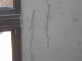 Images of Drywall Termites Pictures