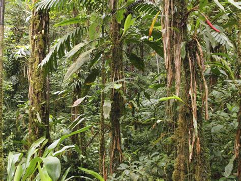 In forest ecology, canopy also refers to the upper layer or habitat zone, formed by mature tree crowns and including other biological organisms. Canopy Rainforest Plants & Understory Layer