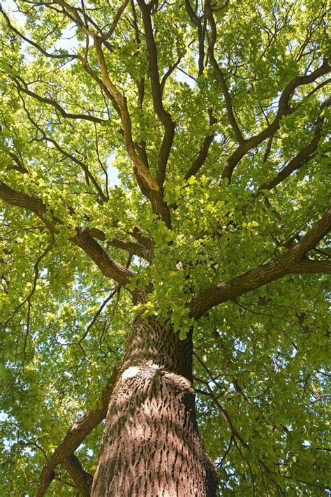 Big Oak Tree At Summer Season At Sunny Day Stock Image Image Of