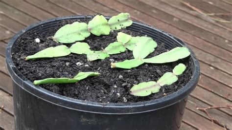 Simply remove a section of 3 or 4 phylloclades by twisting them off at the the christmas cactus thrives in cramped conditions, but nutrients in soil become depleted after a few years. How to Propagate Zygocactus (Christmas Cactus) - YouTube
