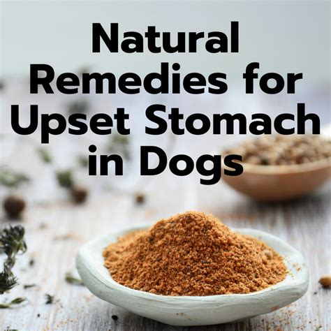 7 Easy Home Remedies For A Dogs Upset Stomach Pethelpful